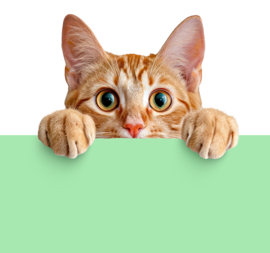 Playful cat with CozyPaws products