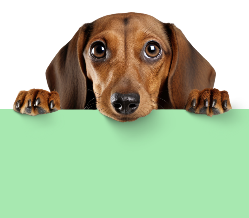 Happy dog with CozyPaws products