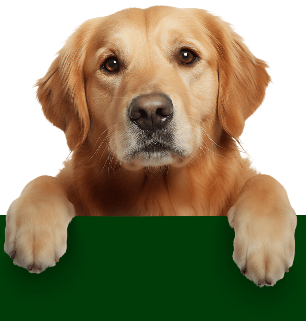 CozyPaws pet collection